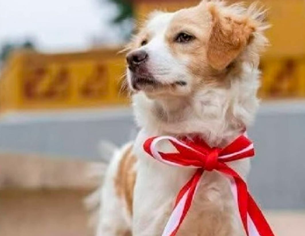 perro-chiribaya.jpg